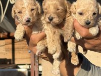 Maltipoo bebişler