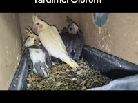 Eğitmelik Yavru Sultan Papağanları