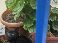 Simsiyah lekesiz yeşil gözlü british shorthair