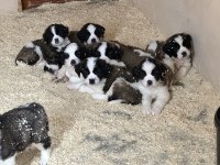 Safkan Saint Bernard Yavruları