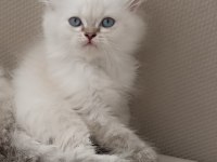 British longhair kardeşler