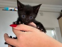 MİNİ MİNİ TEKİR KEDİLER YENİ SICAK YUVALARINI ARIYORUZ