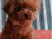 Dişi erkek kore baba toy anne poodle yavrular