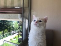 Ücretsiz yuva arıyor kedimiz