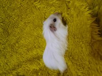 Dişi sheltie ginepig yavrumuz