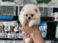 Pomeranian boo erkek yavrularımız