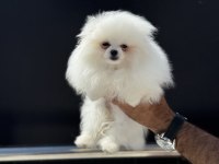 Tea cup pomeranian yavrular ziyarete açık