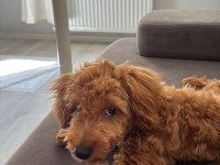 6 aylık aşıları tam sessiz sakin Toy poodle
