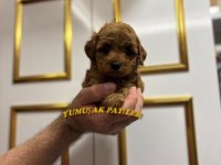 Toy Poodle Dişi - Erkek