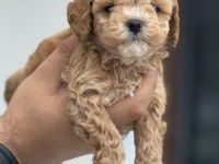 Petmode köpek çifrliğinde ziyarete açık maltipoo
