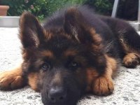 ALMAN KURDU KÖPEĞİMİZ