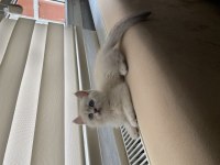 British Shorthair 2 Aylık Erkek