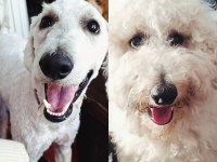 1 yaşında erkek standart poodle ücretsiz