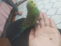 Erkek spangle muhabbet kuşu yavru