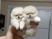 2.5 aylık mini dişi pomeranian yavrular
