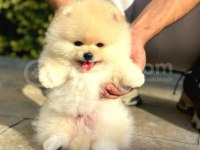 Pomeranian Boo Yavrumuz