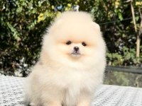 Irkının En Güzel Yavrusu 2.5 Aylık Pomeranian Boo