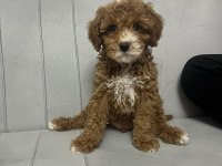 Toy poodle erkek yavrumuz yeni ailesini aramakta