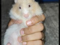 8 aylık sevimli uysal insana alışık hamster