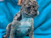 FRENCH BULLDOG YAVRULARI
