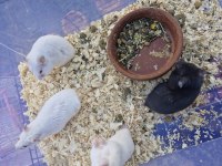 Suriye hamster