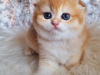 Top Kafa Golden Scottish Fold Shorthair