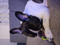 French bulldog oğlumuz