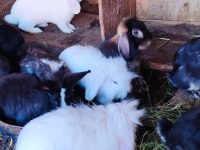 Orjinal Hollanda Lop Tavşanı