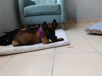 Belçika malinoisi safkan