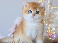 Manken gibi Golden British Shorthair 