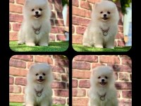 Pomeranian yavruları