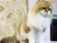 Ücretsiz Kısır british longhair