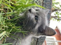 ACİL SAHİPLENDİRME BRİTİSH SHORTHAİR KEDİSİ