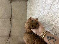 İstanbul köpeğimiz