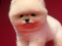 SAFKAN POMERANİAN BOO YAVRULARIMIZ