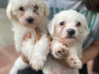 Yavru terrier köpeklerim