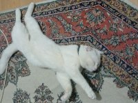 Orjinal sukıtır renkli gözlü erkek van kedisi
