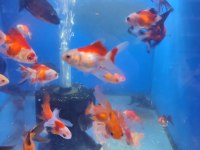 Yavru oranda japon balıklar