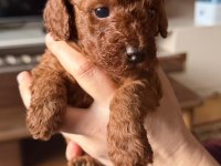 Toy poodle yavrular