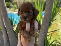Teacup kore toy poodle bebekler