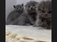 SAGKAN AYI SURAT GRİ YAVRU KEDİLER