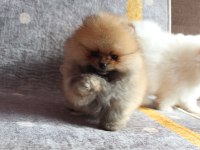 A KALİTE POMERANİAN YAVRULAR İÇİN ULAŞABİLİRSİNİZ