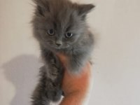 2 aylık British Longhair Dişi Yavrular