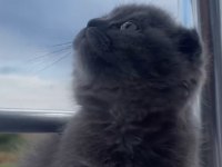 Dişi scottish fold bebeklerim
