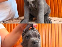 ÜST DÜZEY CANE CORSO YAVRULARI