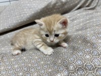 British longhair yavru