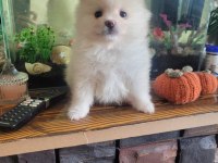 Ayı surat pomeranian bebekler