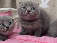 Scottish fold gri yavrular