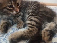 Bir ailesi olmasını istiyorum tekir