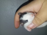 Ele Alışık Rat Yavrular